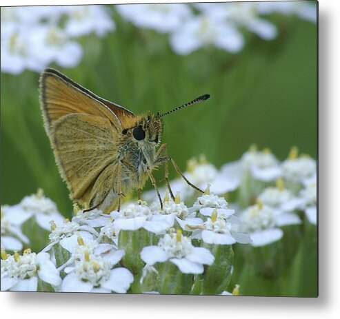 White Flowers Metal Print featuring the photograph Dion Skipper yarrow blossoms by Michael Peychich