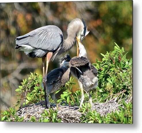 Eating Metal Print featuring the photograph Feeding Time #2 by Carol Bradley