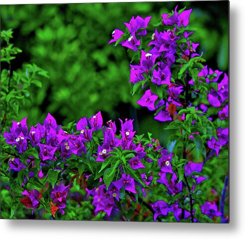  Metal Print featuring the photograph 2- Visions of Violet by Joseph Keane
