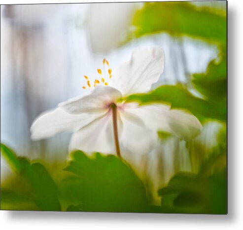 Abstract Metal Print featuring the photograph Wood anemone spring wild flower abstract #2 by Dirk Ercken