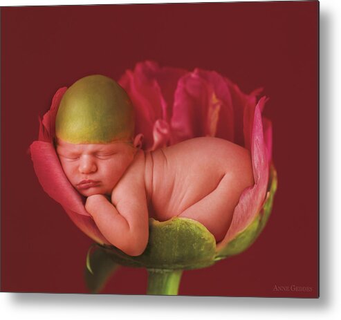 Pink Metal Print featuring the photograph Jacob in a Pink Peony Rose by Anne Geddes