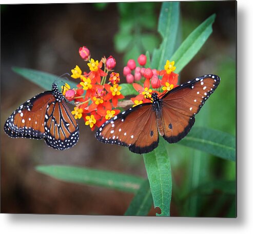 Monarch Butterfly Metal Print featuring the photograph Butterfly Garden #3 by Joseph G Holland