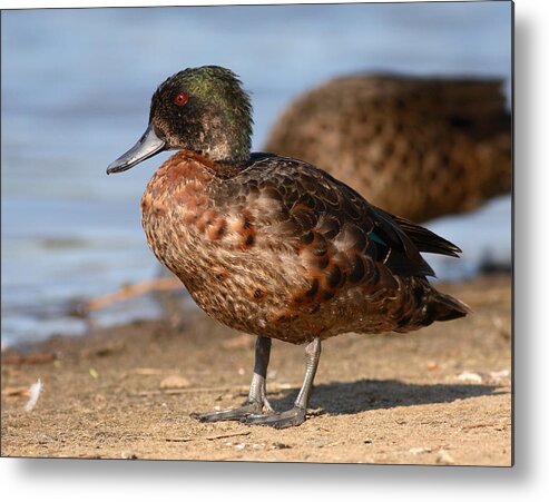 Duck Metal Print featuring the photograph Duck #33 by Masami Iida