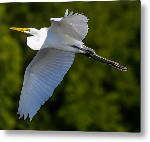  Metal Print featuring the photograph Great White Heron #6 by Brian Stevens