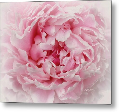 Photo Metal Print featuring the photograph A Beauty at Close Range by Jutta Maria Pusl