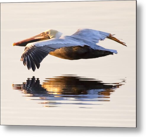 Pelican Metal Print featuring the photograph A Closer Look by Janet Fikar