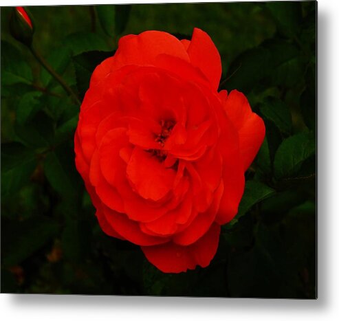 Flowers Metal Print featuring the photograph A Holiday Rose by Jan Gelders