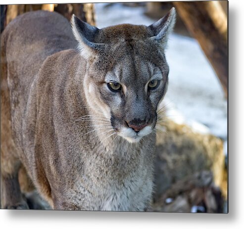 Mountain Lion Metal Print featuring the photograph A Stunning Mountain Lion by Anthony Murphy