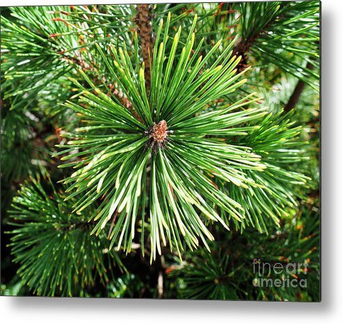 210 Metal Print featuring the photograph Abstract Nature Green Pine Tree Macro Photo 210 by Ricardos Creations