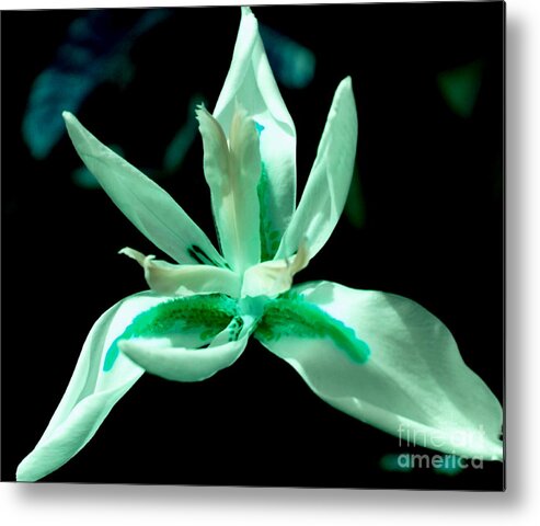Canvas Metal Print featuring the photograph African Lily by Debbie May