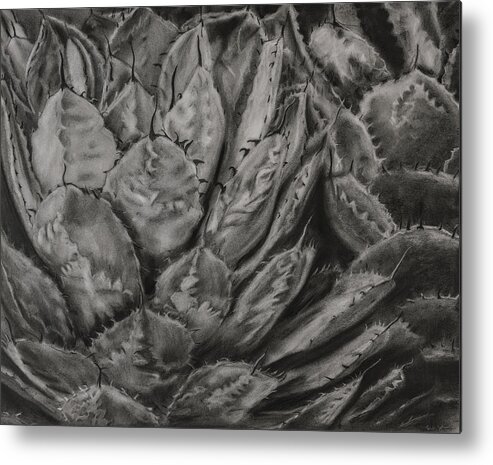 Agave Metal Print featuring the drawing Agave Cactus by Sheila Johns