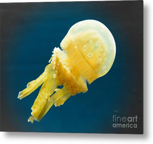 Alien Jelly Metal Print featuring the photograph Alien Jelly by Patrick Witz