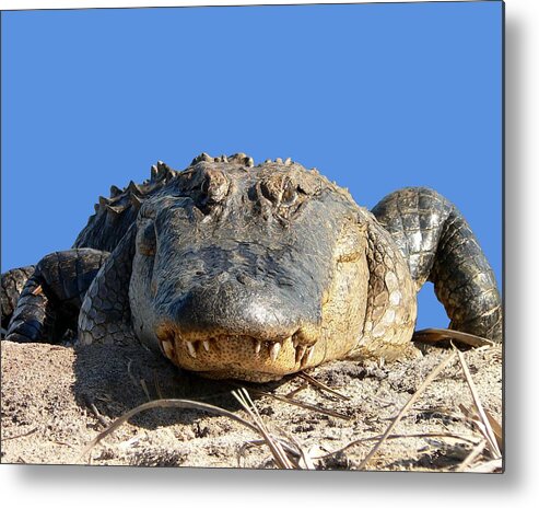 Gator Metal Print featuring the photograph Alligator Approach .png by Al Powell Photography USA