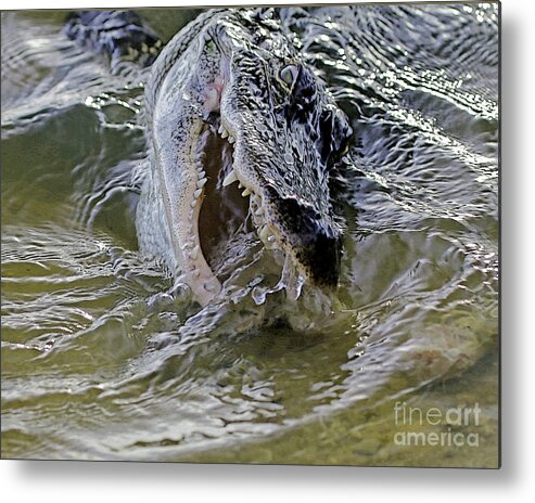 Alligator Photo Metal Print featuring the photograph Alligator Dinner Time by Luana K Perez