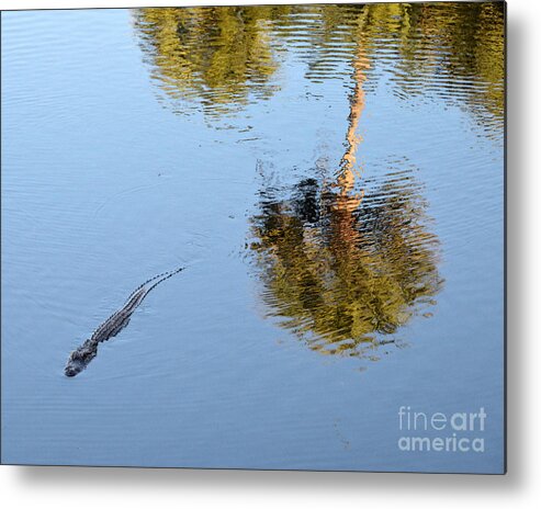 Alligator Metal Print featuring the photograph Alligator Swimming in a Pond by Catherine Sherman