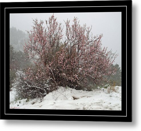 Almond Metal Print featuring the photograph Almond in snow by Arik Baltinester