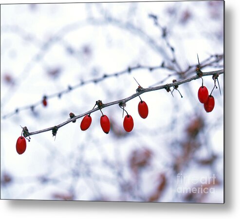 Barberry Metal Print featuring the photograph American Barberry in Snow by Anna Lisa Yoder