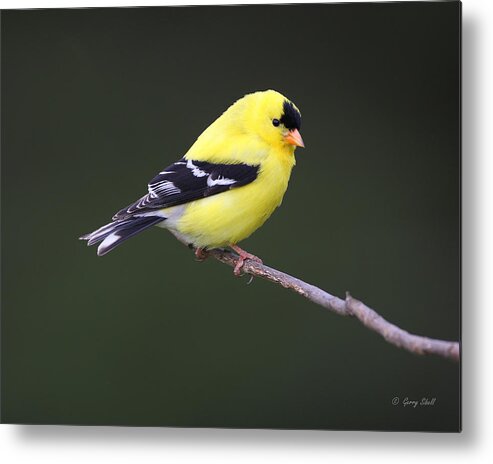 Nature Metal Print featuring the photograph American Goldfinch by Gerry Sibell