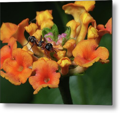 Insects Metal Print featuring the photograph Ant on Plant by Richard Rizzo