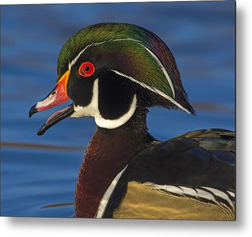 Wood Duck Metal Print featuring the photograph Anvil by Tony Beck