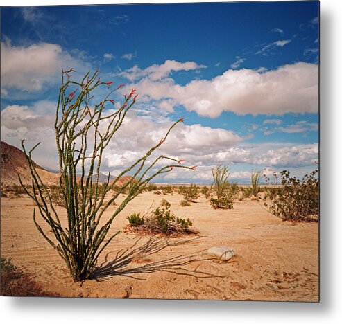 Anza Borrego Desert Metal Print featuring the photograph Anza Borrego Desert by Kris Rasmusson