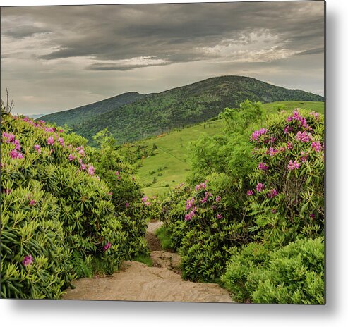Adventure Metal Print featuring the photograph Appalachian Trail Cuts Through Rhododendron Garden by Kelly VanDellen