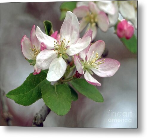 Apple Metal Print featuring the photograph Apple Blossoms by Catherine Sherman