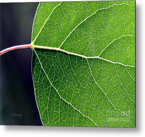 Aspen Leaf Veins Metal Print featuring the photograph Aspen Leaf Veins by Natalie Dowty