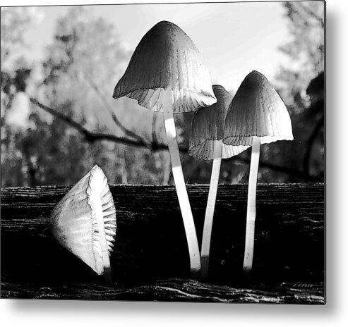 Bw Mushroom Still Life Metal Print featuring the photograph Autumn Belles by I'ina Van Lawick