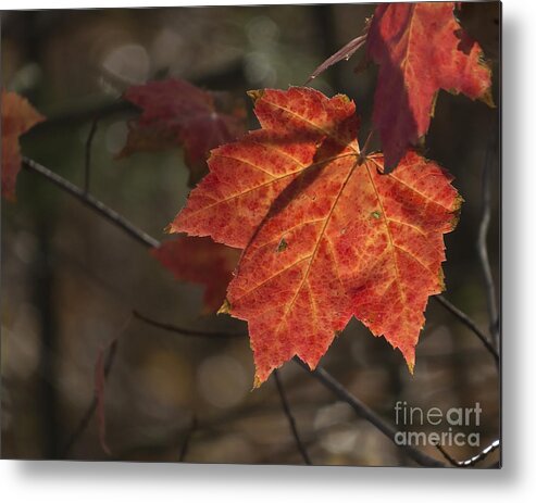 Leaves Metal Print featuring the photograph Autumn Leaf 2015 by Lili Feinstein