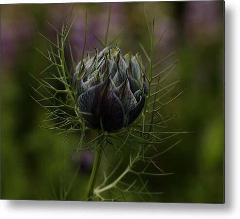 Dreamer By Design Photography Metal Print featuring the photograph Awaiting Bloom by Kami McKeon