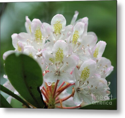 Flower Metal Print featuring the photograph Azalea Faces by Smilin Eyes Treasures