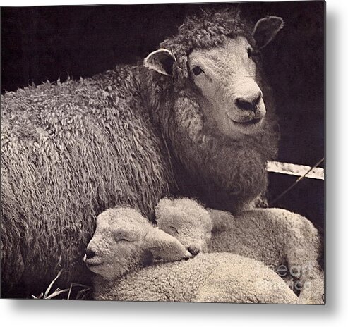 Photography Metal Print featuring the photograph Babes in a Manger by Sean Griffin