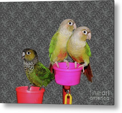 Animal Metal Print featuring the photograph Baby Conure Trio by Smilin Eyes Treasures