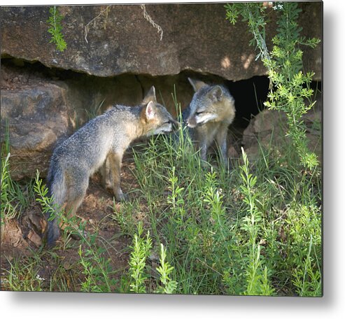 Baby Gray Fox Metal Print featuring the photograph Baby Gray Fox Nuzzling by Michael Dougherty