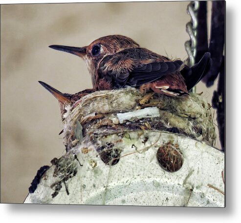 Hummingbirds Metal Print featuring the photograph Baby Hummers by Helaine Cummins
