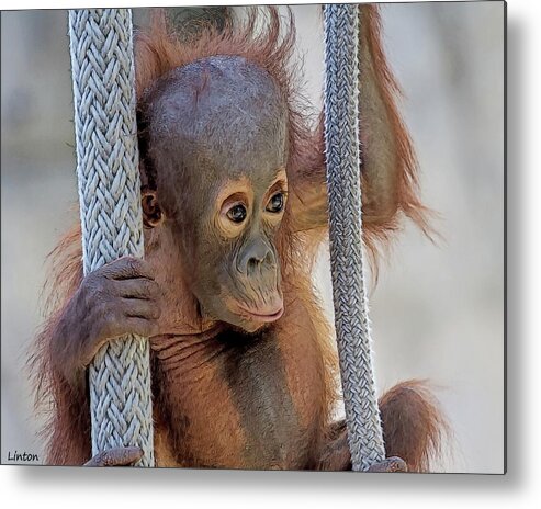 Orangutan Metal Print featuring the digital art Baby Orang by Larry Linton