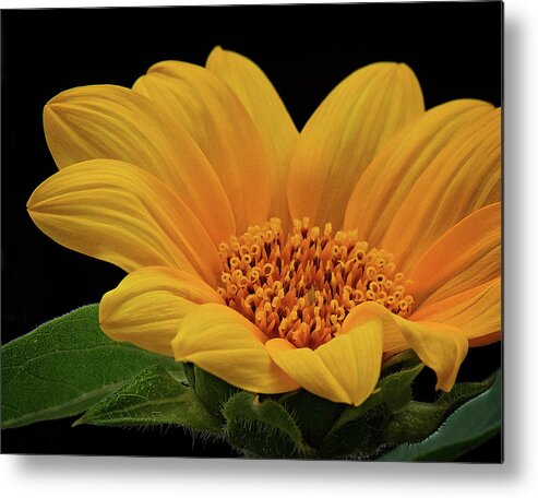 Sunflower Print Metal Print featuring the photograph Baby Sunflower by Gwen Gibson