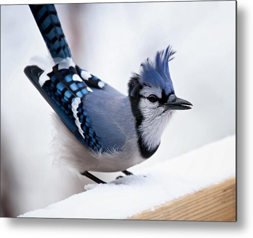 Blue Jay' Metal Print featuring the photograph Bad feather day by Al Mueller