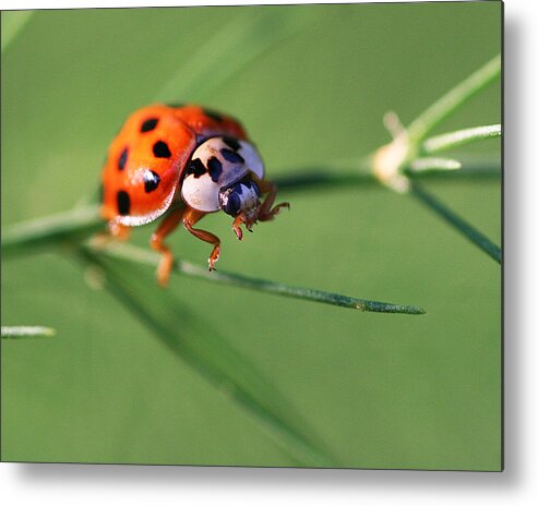 Ladybug Insect Bug Metal Print featuring the photograph Balancing Act by William Selander