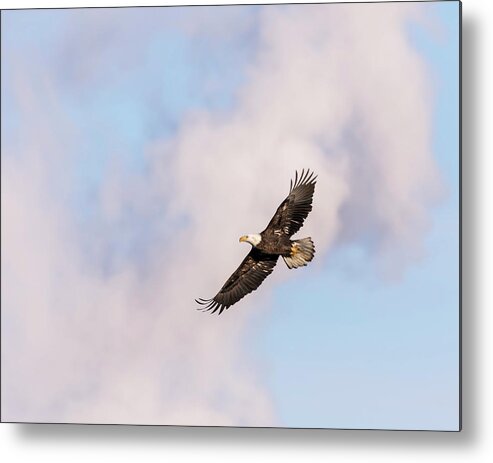 American Bald Eagle Metal Print featuring the photograph Bald Eagle 2017-5 by Thomas Young