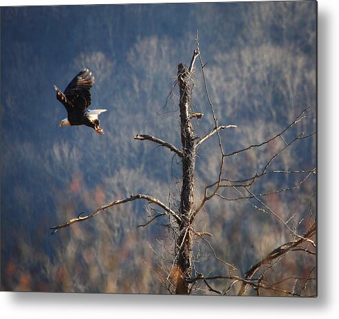 Bald Eagle Metal Print featuring the photograph Bald Eagle at Boxley Mill Pond by Michael Dougherty