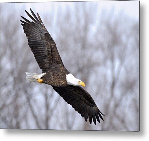 American Bald Eagle Metal Print featuring the photograph Bald Eagle in Flight by Larry Ricker