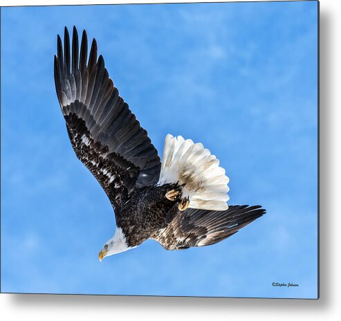 Bald Eagle Metal Print featuring the photograph Bald Eagle Leaving Tree by Stephen Johnson