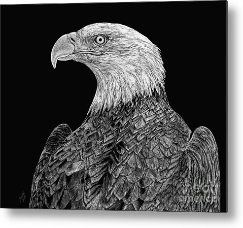 Bald Eagle Metal Print featuring the drawing Bald Eagle Scratchboard by Shevin Childers