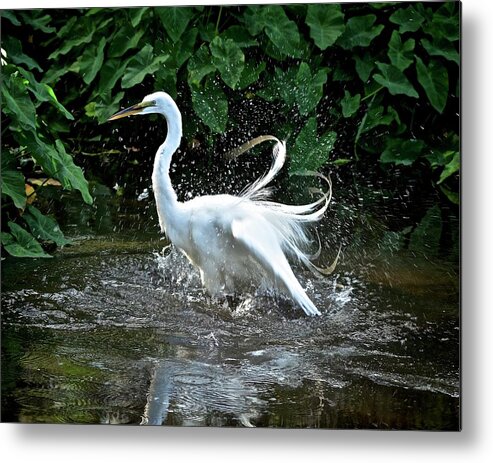 Marsh Metal Print featuring the photograph Bath Time by Carol Bradley