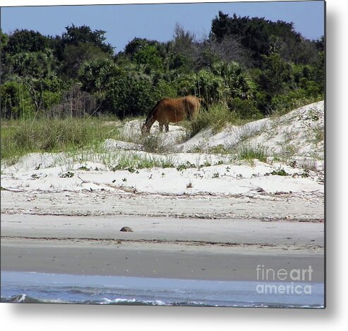 Wild Horse Metal Print featuring the photograph Bay At The Beach by D Hackett