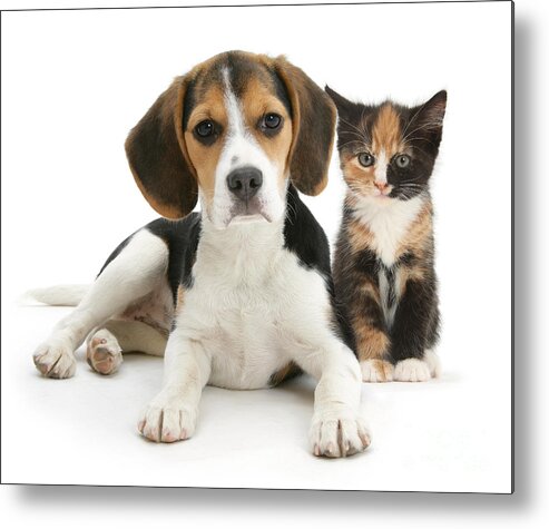 Animal Metal Print featuring the photograph Beagle And Calico Cat by Mark Taylor