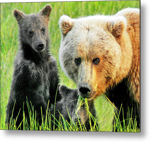 Grizzly Metal Print featuring the photograph Bear Family Portraait by Ted Keller