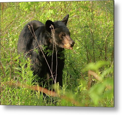 American Black Bear Metal Print featuring the photograph Bear in the grass by Coby Cooper